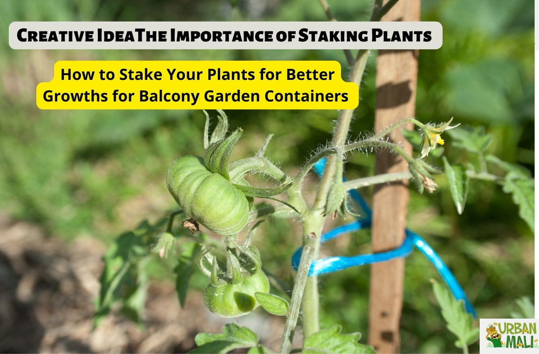 The Importance of Staking Plants: How to Stake Your Plants for Better Growth