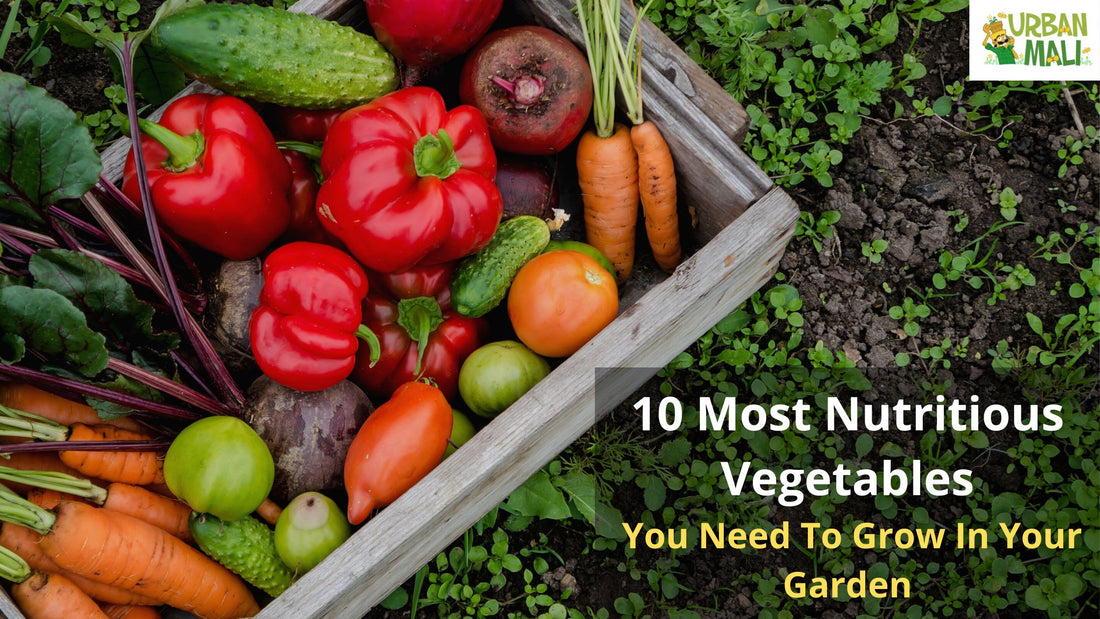 10 Most Nutritious Vegetables You Need To Grow In Your Garden