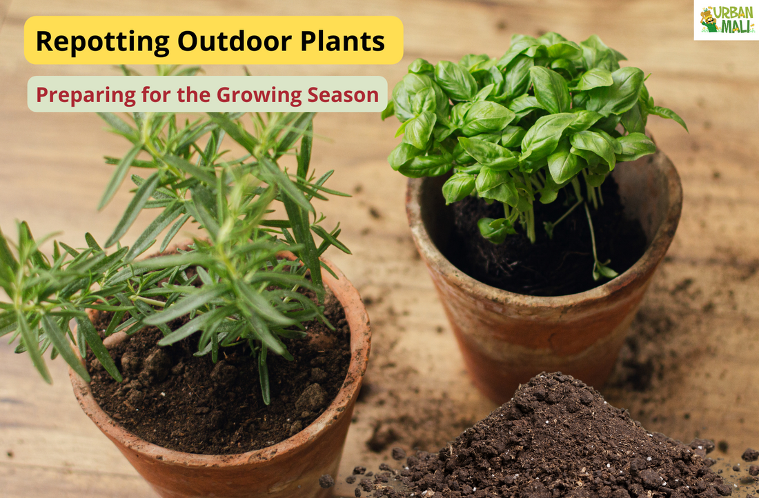Repotting Outdoor Plants: Preparing for the Growing Season