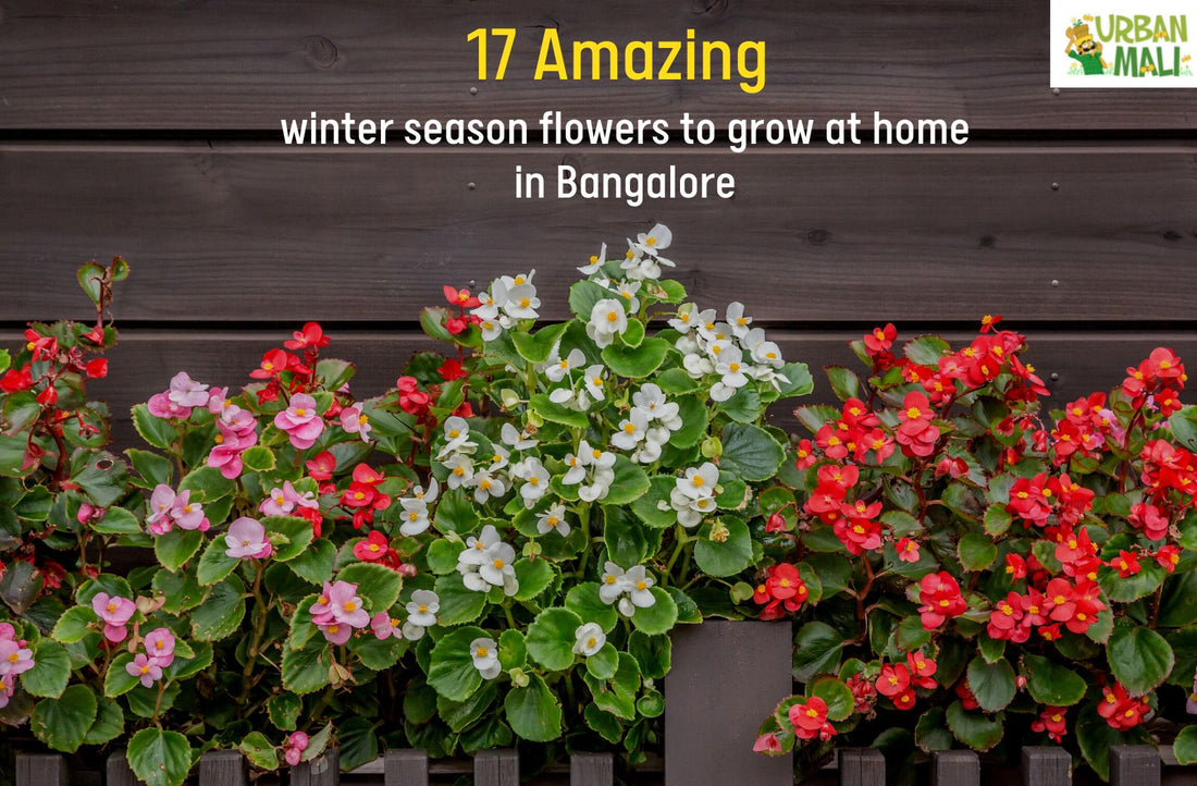 17 Amazing winter season flowers to grow at home in Bangalore