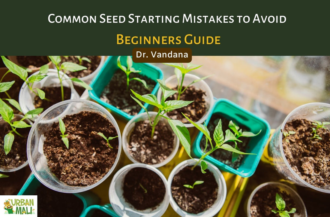 Common Seed Starting Mistakes to Avoid: Beginners Guide