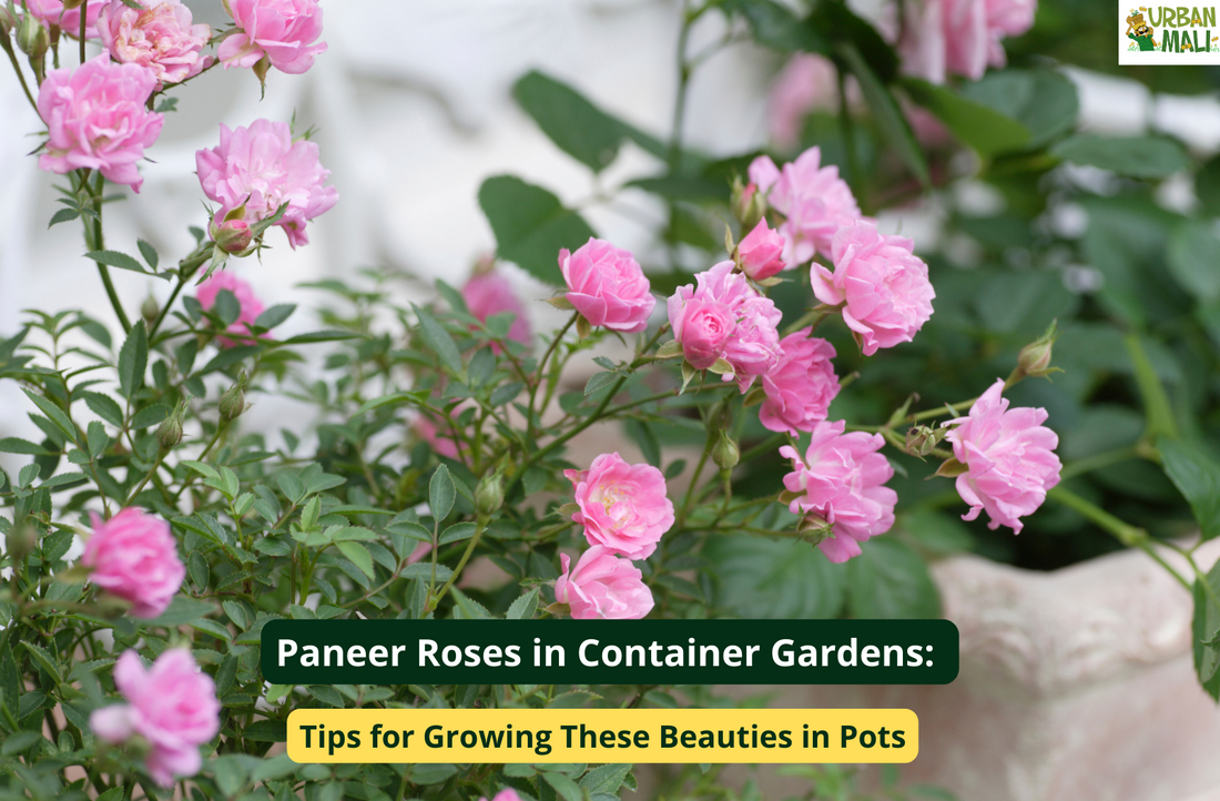 Paneer Roses in Container Gardens: Tips for Growing These Beauties in Pots