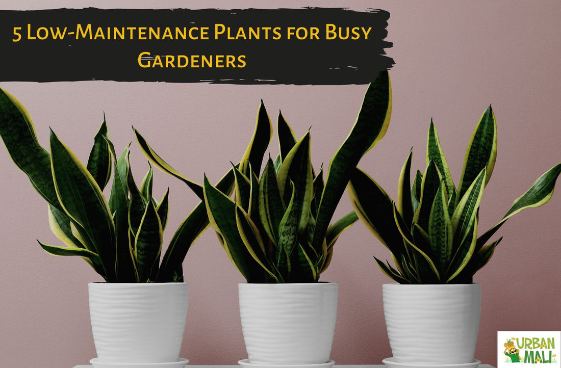 5 Low-Maintenance Plants for Busy Gardeners