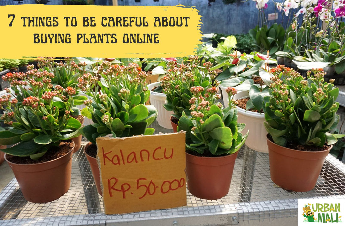 7 things to be careful about buying plants online