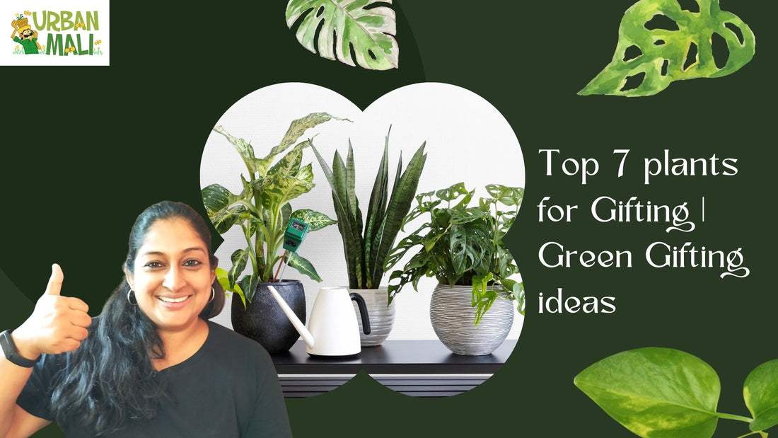 Top 7 plants for Gifting| Green Gifting ideas