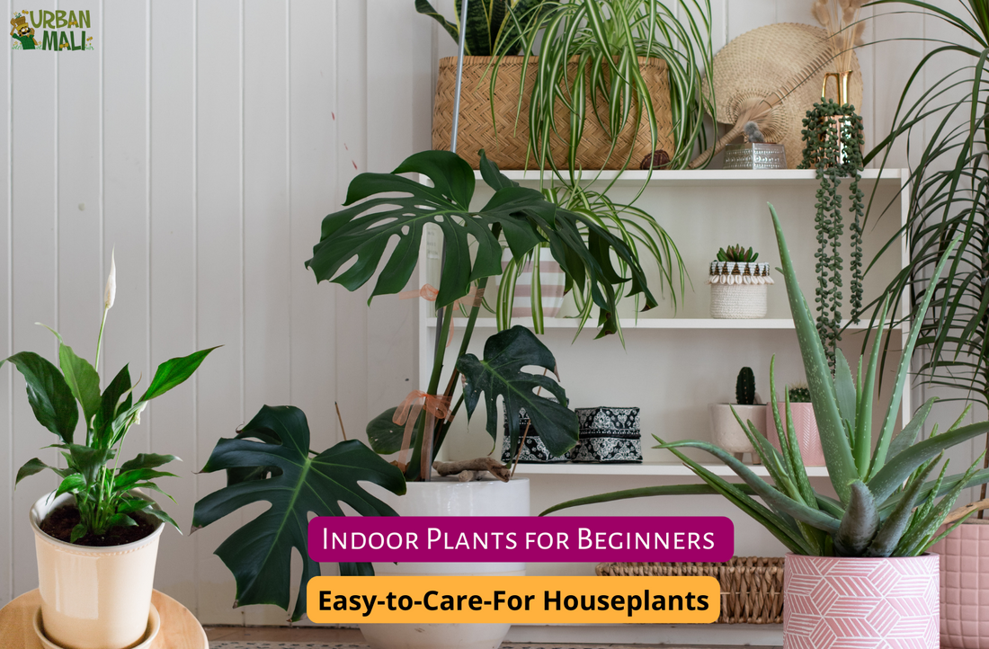 Indoor Plants for Beginners: Easy-to-Care-For Houseplants