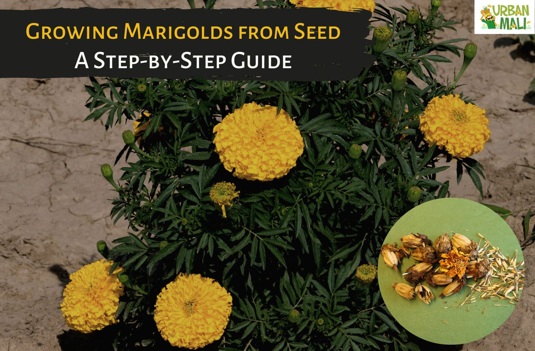 Growing Marigolds from Seed: A Step-by-Step Guide