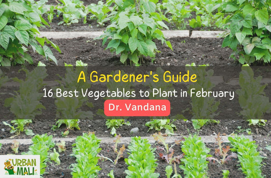 A Gardener's Guide – 16 Best Vegetables to Plant in February