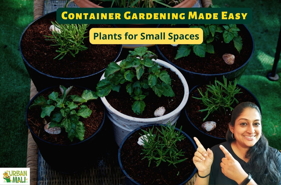 Container Gardening Made Easy: Plants for Small Spaces