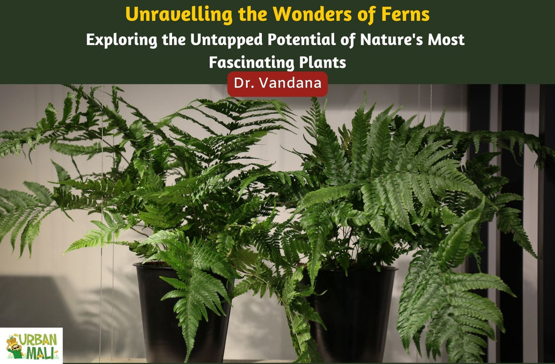 Unravelling the Wonders of Ferns: Exploring the Untapped Potential of Nature's Most Fascinating Plants