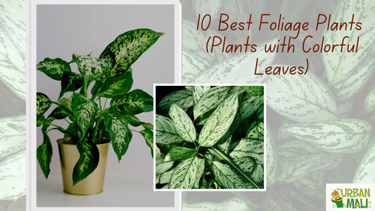 10 Best Foliage Plants | Plants with Colorful Leaves