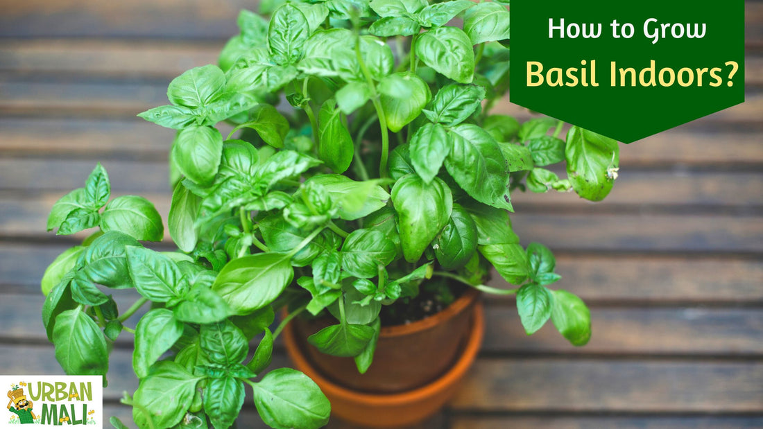 How to Grow Basil Indoors?