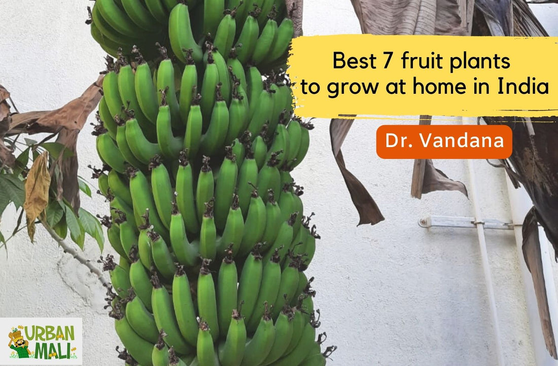 Best 7 fruit plants to grow at home in India
