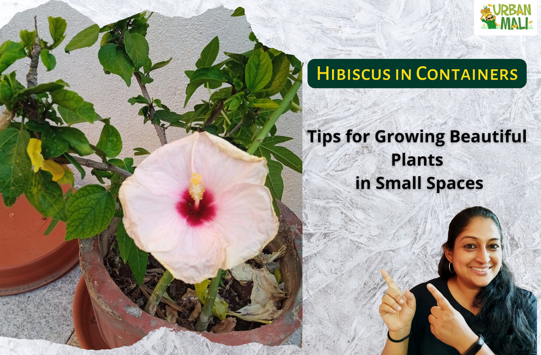 Hibiscus in Containers: Tips for Growing Beautiful Plants in Small Spaces