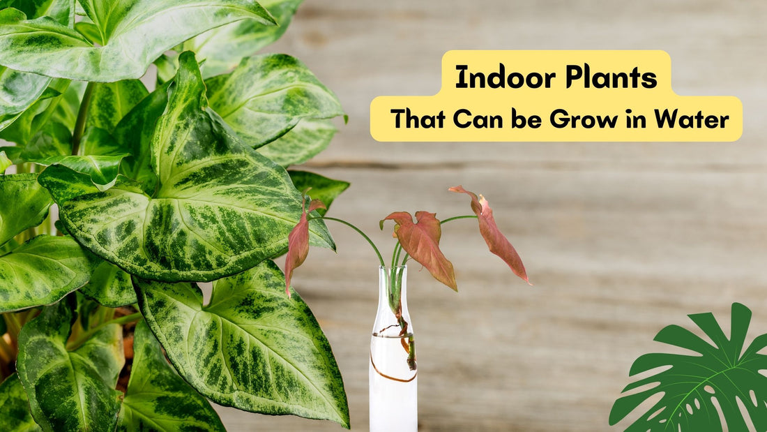 Indoor Plants That Can be Grow in Water
