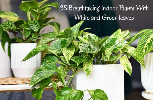 35 Breathtaking Indoor Plants With White and Green leaves