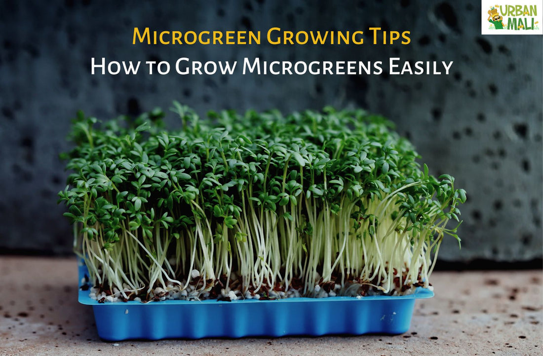 Microgreen Growing Tips: How to Grow Microgreens Easily