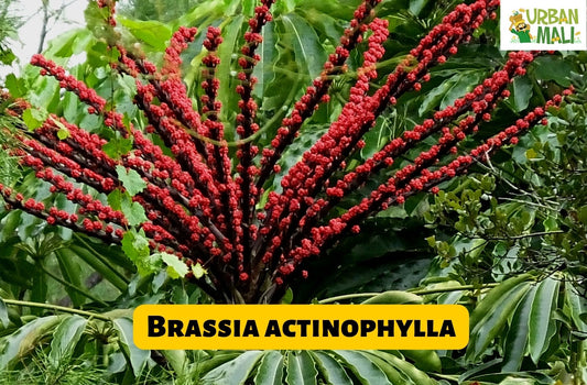 Brassia actinophylla