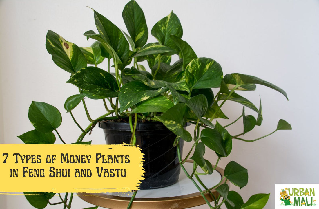 7 Types of Money Plants in Feng Shui and Vastu