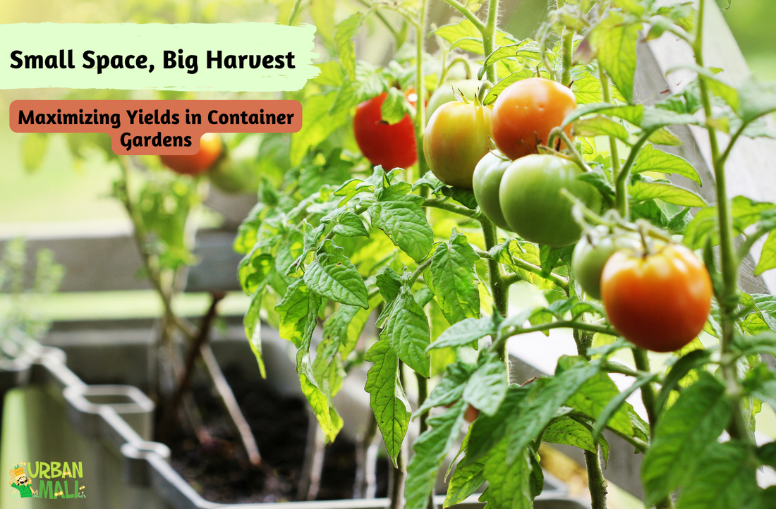 Small Space, Big Harvest: Maximizing Yields in Container Gardens