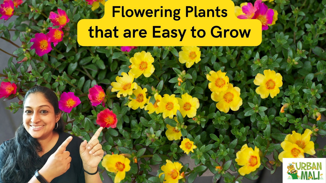 Flowering Plants that are Easy to Grow