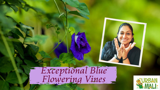 Exceptional Blue Flowering Vines