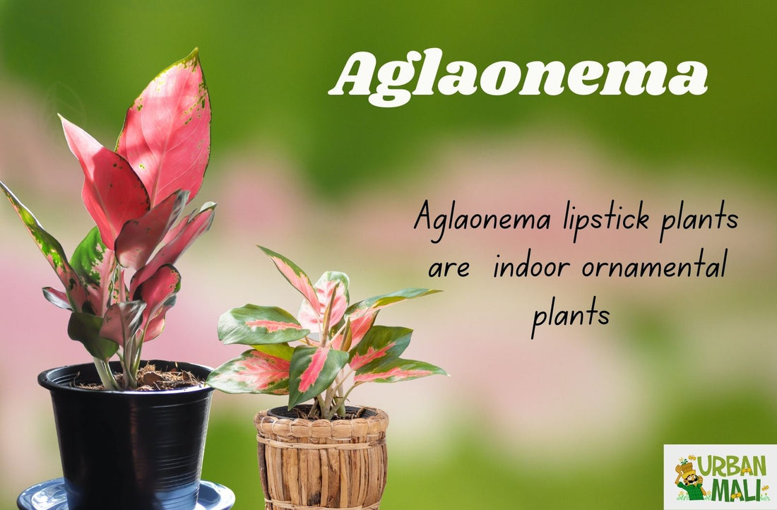 Aglaonema lipstick plant
