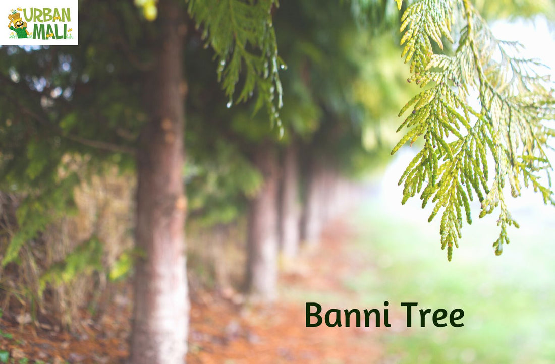 Banni Tree