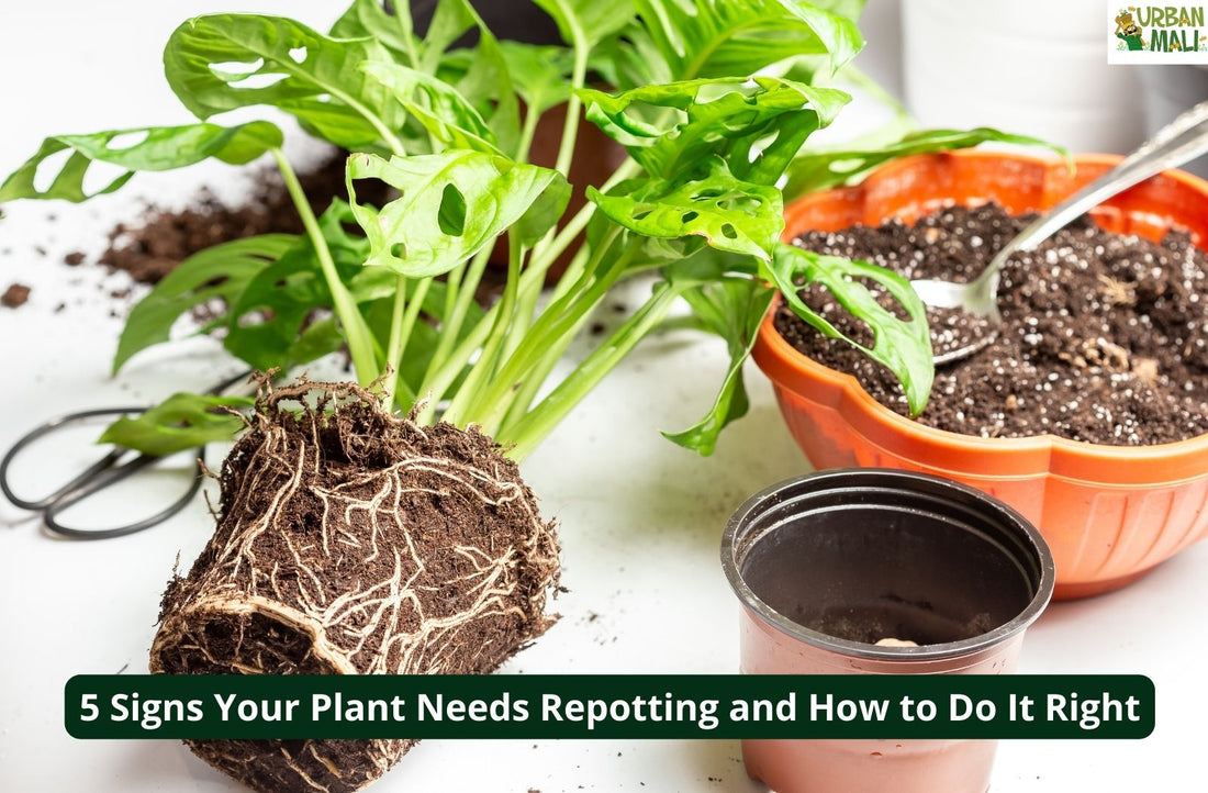 5 Signs Your Plant Needs Repotting and How to Do It Right