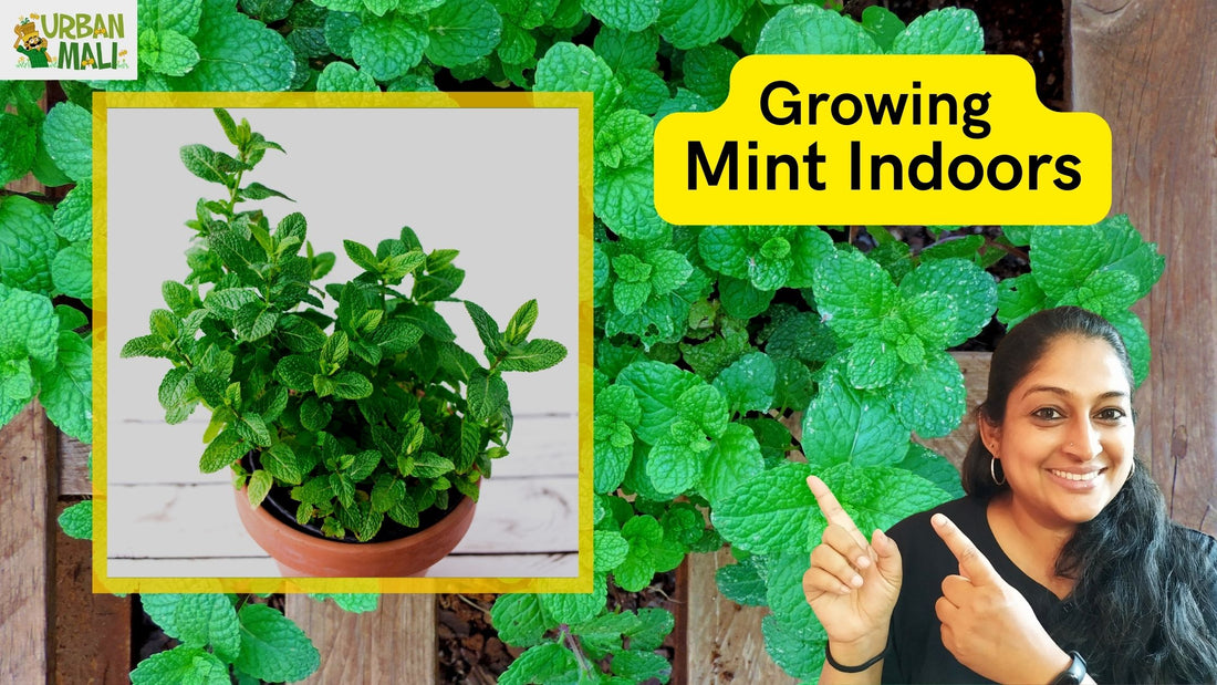 Growing Mint Indoors
