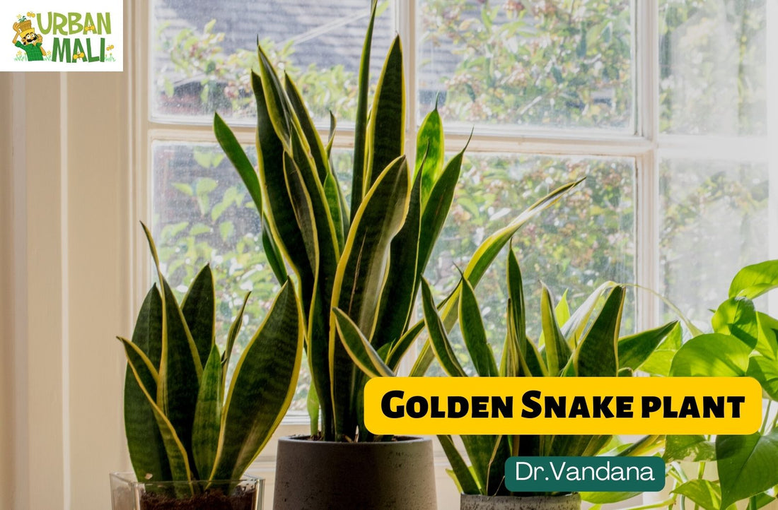 Golden Snake plant