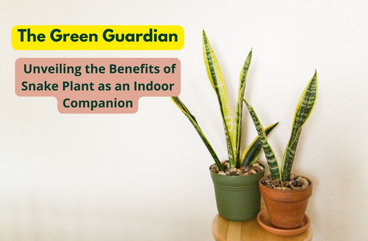 The Green Guardian: Unveiling the Benefits of Snake Plant as an Indoor Companion
