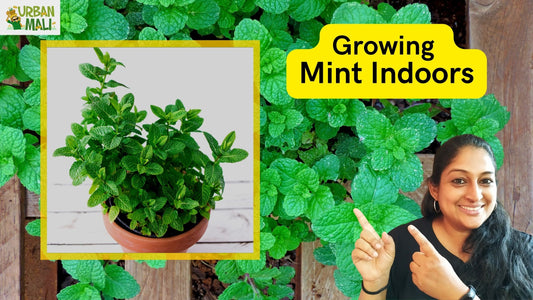 Growing Mint Indoors