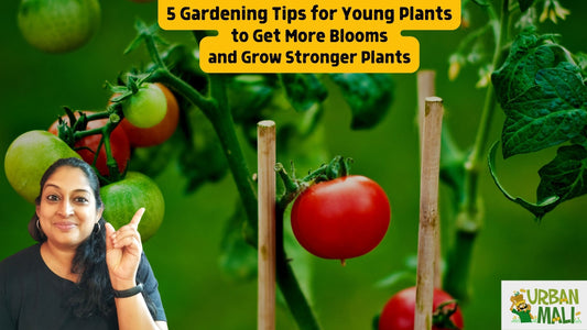5 Gardening Tips for Young Plants to Get More Blooms and Grow Stronger Plants