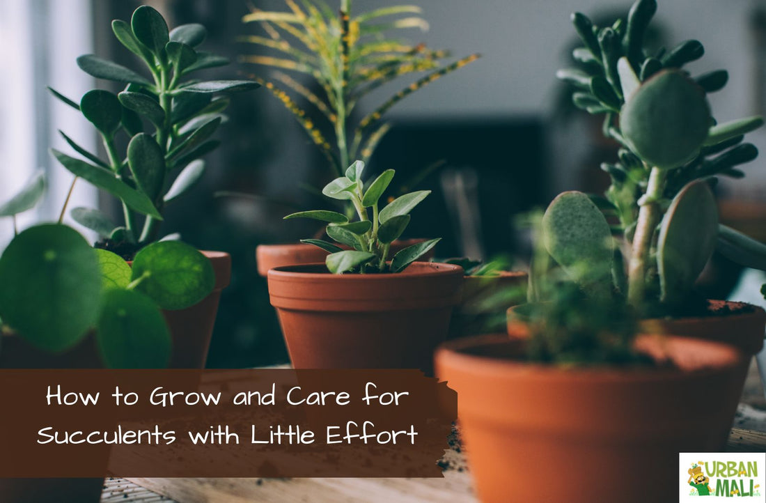 How to Grow and Care for Succulents with Little Effort