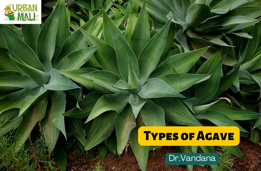 Types of Agave