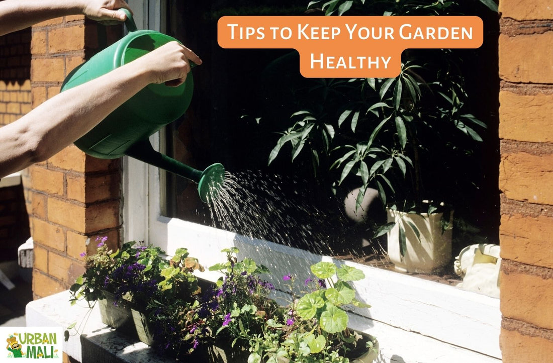 Tips to Keep Your Garden Healthy