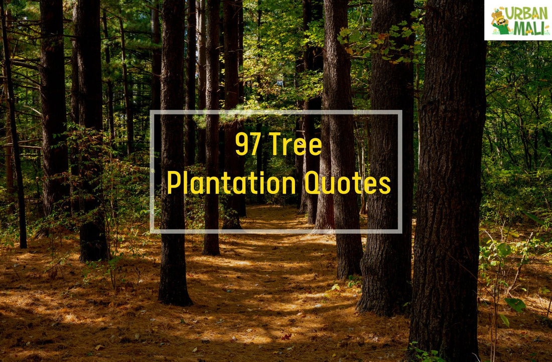 97 Tree Plantation Quotes