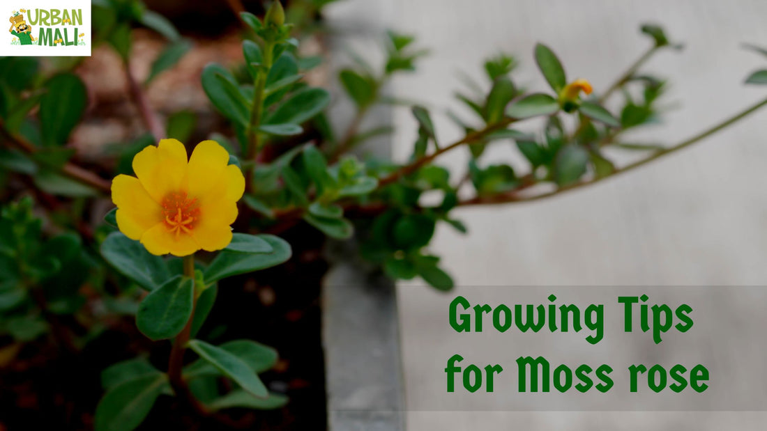 Growing Tips for Moss rose