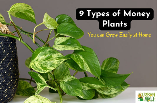9 Types of Money Plants You can Grow Easily at Home