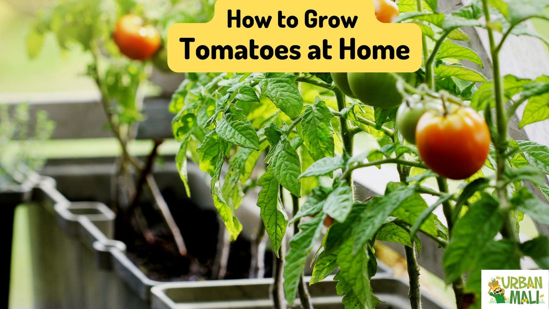 How to Grow Tomatoes at Home in Bangalore - A Step-by-step Guide