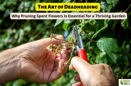 The Art of Deadheading: Why Pruning Spent Flowers Is Essential for a Thriving Garden
