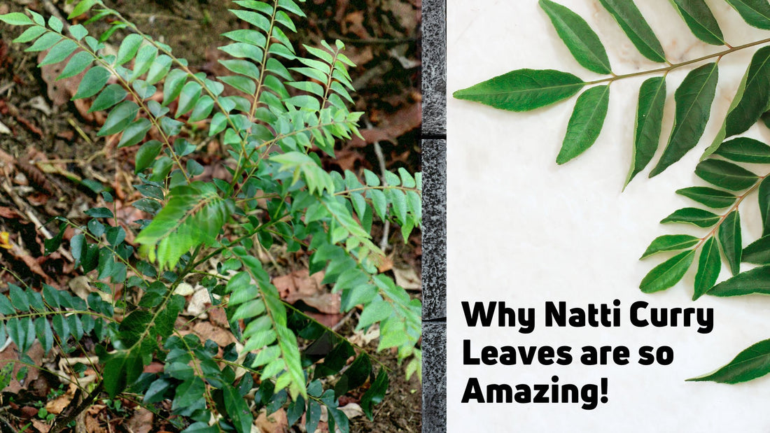 Why Natti Curry Leaves are so Amazing!