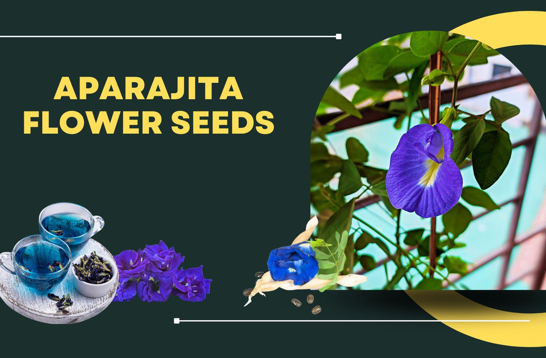 Aparajita flower seeds