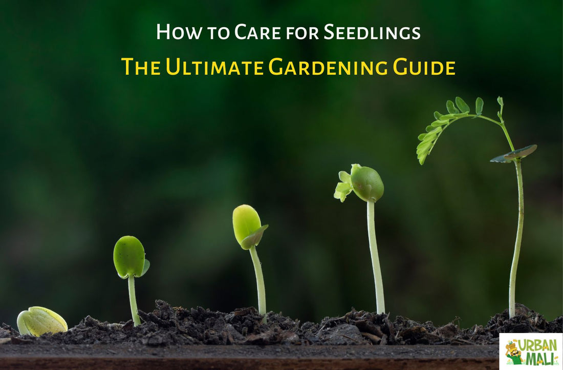 How to Care for Seedlings: The Ultimate Gardening Guide