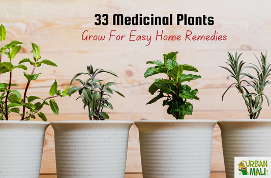 33 Medicinal Plants to Grow For Easy Home Remedies