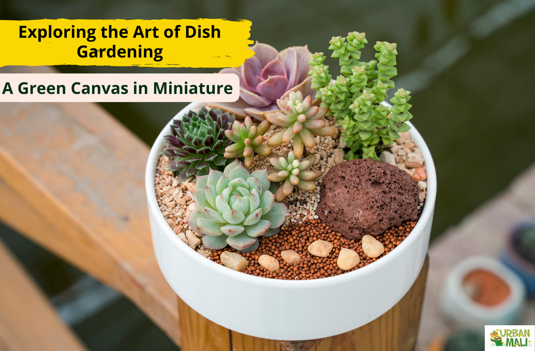 Exploring the Art of Dish Gardening: A Green Canvas in Miniature