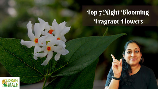 Top 7 Night Blooming Fragrant Flowers