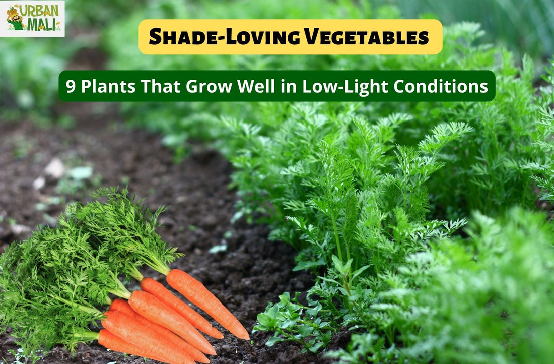 Shade-Loving Vegetables: 9 Plants That Grow Well in Low-Light Conditions