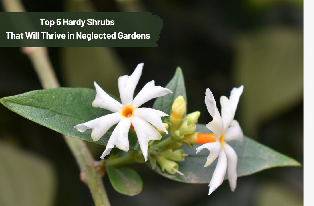 Top 5 Hardy Shrubs That Will Thrive in Neglected Gardens